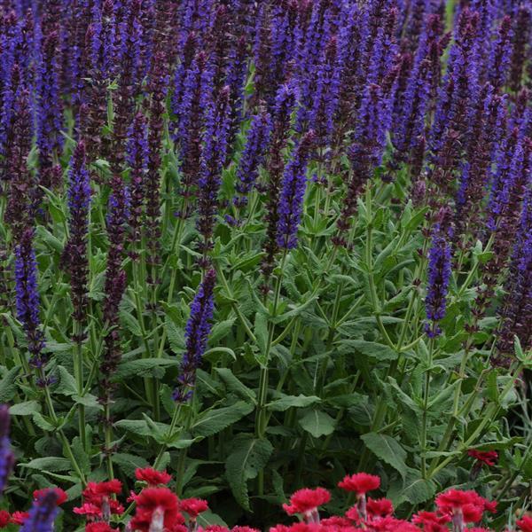 Salvia nemorosa Lyrical™ Blues - Landscape