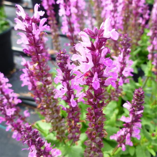 Salvia nemorosa Lyrical™ Rose - Bloom