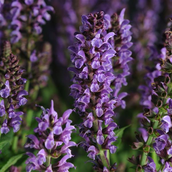 Salvia nemorosa Lyrical™ Silvertone - Bloom