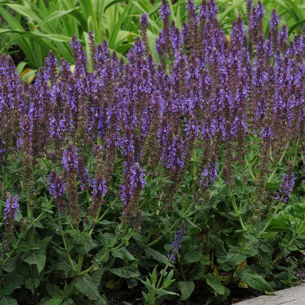 Salvia nemorosa Lyrical™ Silvertone - Landscape