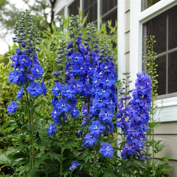 Delphinium Guardian Blue - Commercial Landscape 2