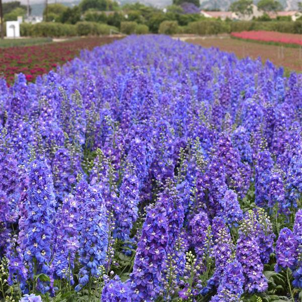 Delphinium Guardian Blue - Greenhouse