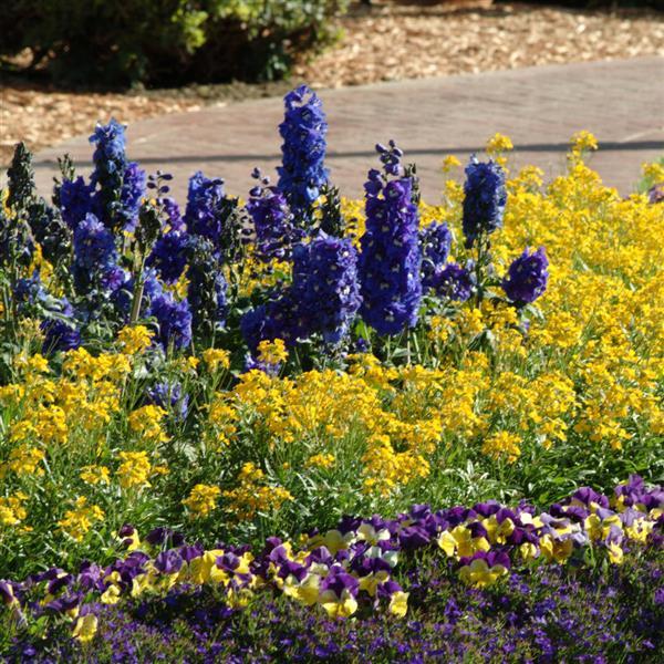 Delphinium Guardian Blue - Landscape