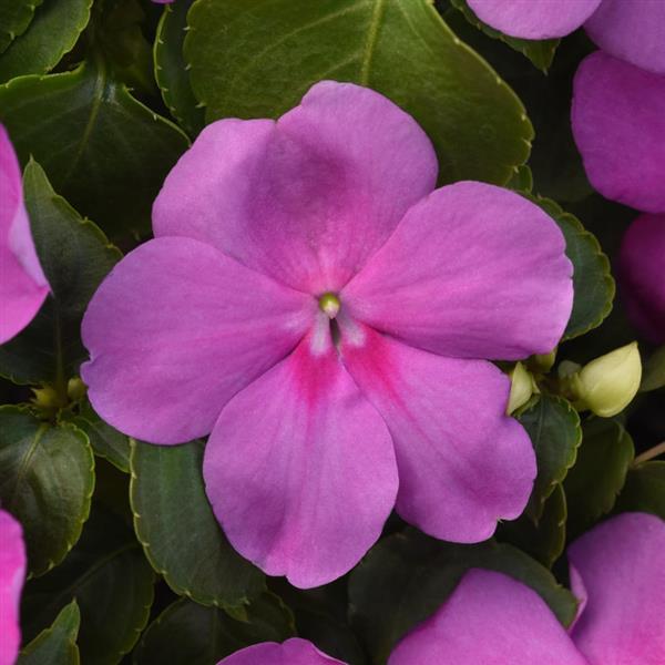 Beacon® Blue Pearl Impatiens - Bloom