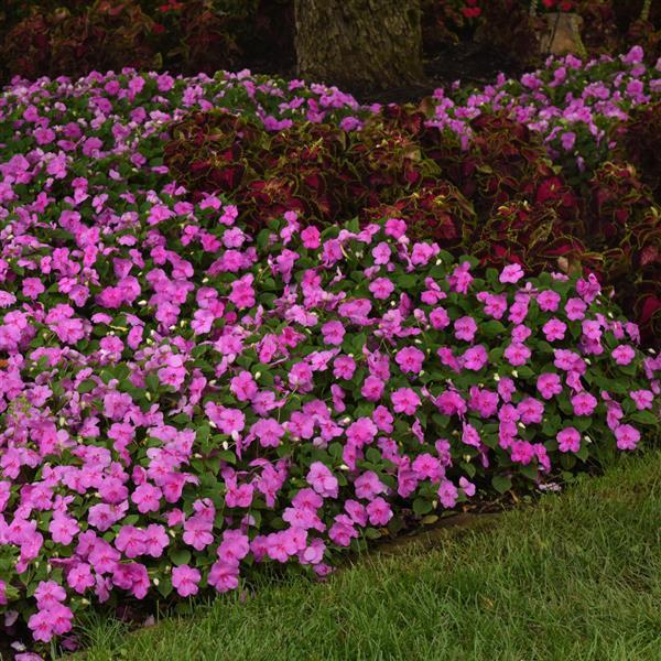 Beacon® Blue Pearl Impatiens - Commercial Landscape 1