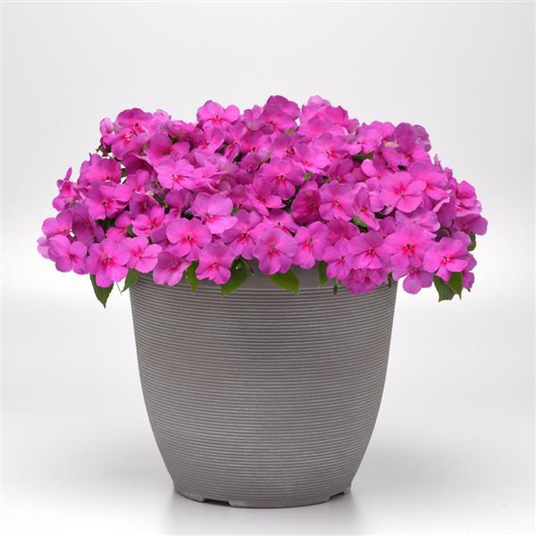 Beacon® Blue Pearl Impatiens - Container