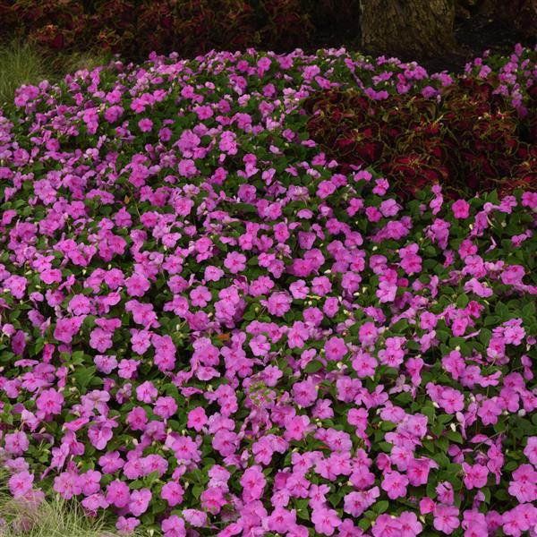 Beacon® Blue Pearl Impatiens - Landscape