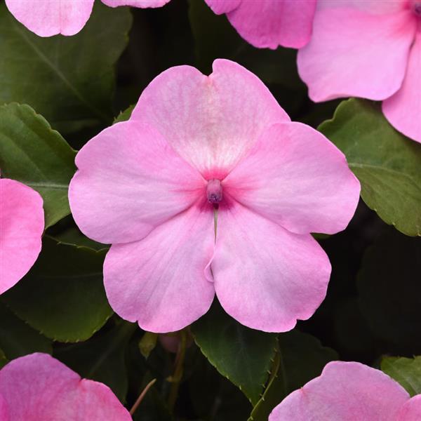 Beacon® Light Pink Impatiens - Bloom