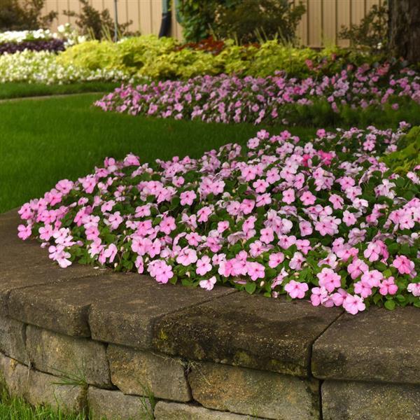 Beacon® Light Pink Impatiens - Commercial Landscape 1