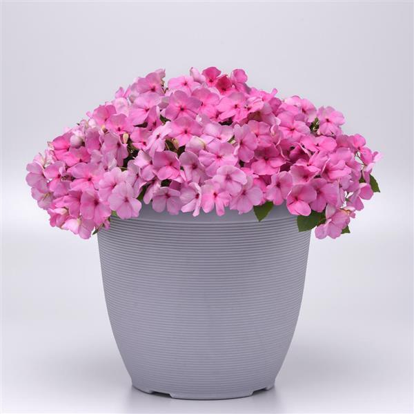 Beacon® Light Pink Impatiens - Container