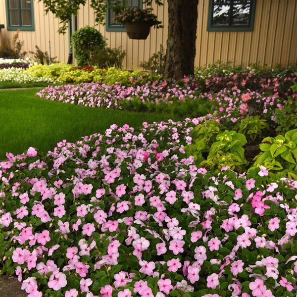 Beacon® Light Pink Impatiens - Landscape