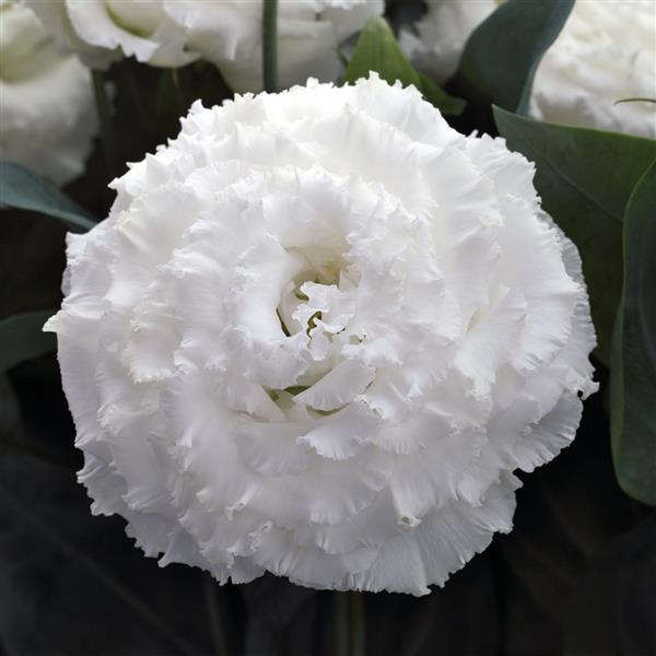 Corelli Sugoi 2 White Lisianthus - Bloom