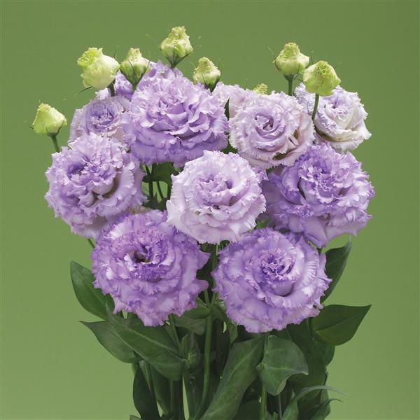 Corelli Sugoi 3 Lavender Lisianthus - Bloom