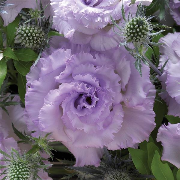 Corelli Sugoi 1 Lavender Ice Lisianthus - Bloom