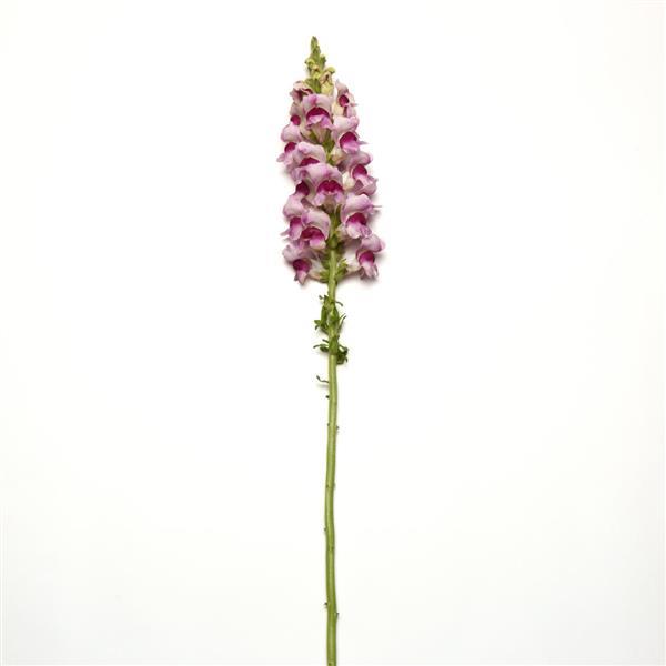 Potomac™ Plumblossom Snapdragon - Single Stem, White Background