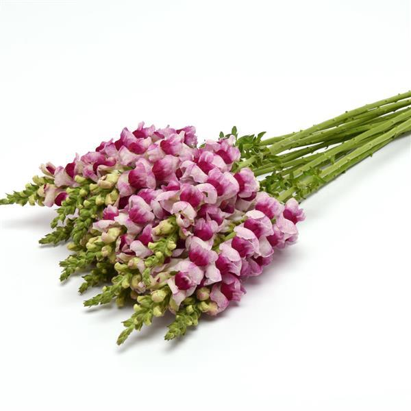 Potomac™ Plumblossom Snapdragon - Grower Bunch