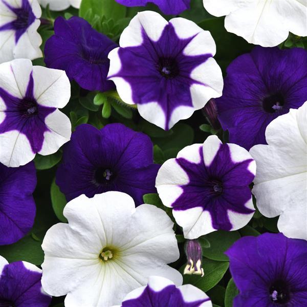 E3 Easy Wave® Deja Vu Mixture Spreading Petunia - Bloom