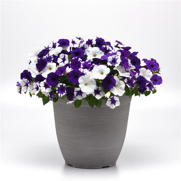 E3 Easy Wave® Deja Vu Mixture Spreading Petunia - Container