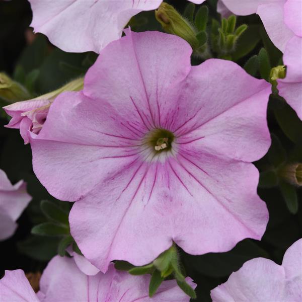 Easy Wave® Pink Pearl Spreading Petunia - Bloom