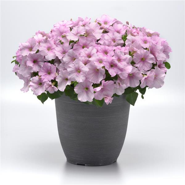 Easy Wave® Pink Pearl Spreading Petunia - Container