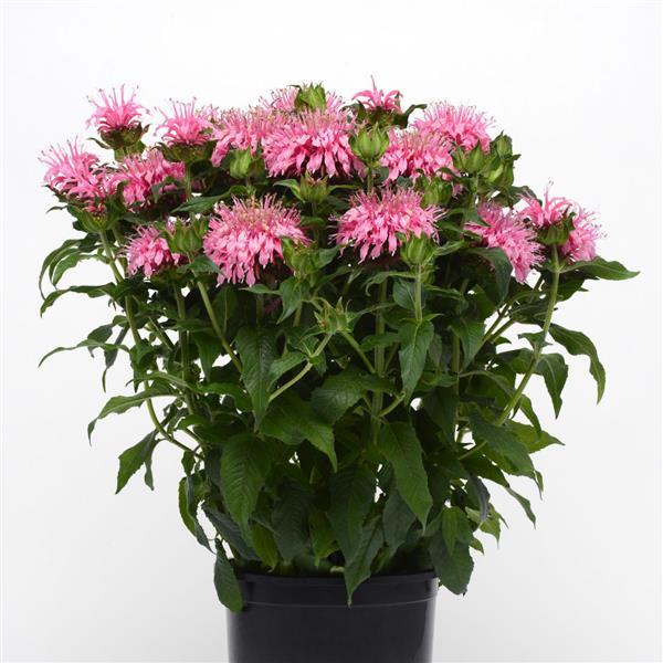 Monarda Balmy™ Pink - Container