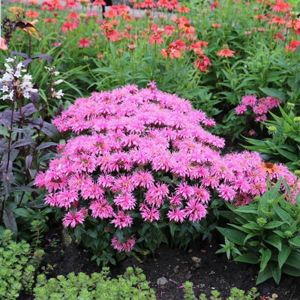 Monarda Balmy™ Pink - Landscape