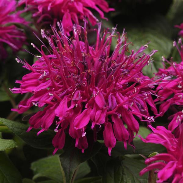 Monarda Balmy™ Purple - Bloom