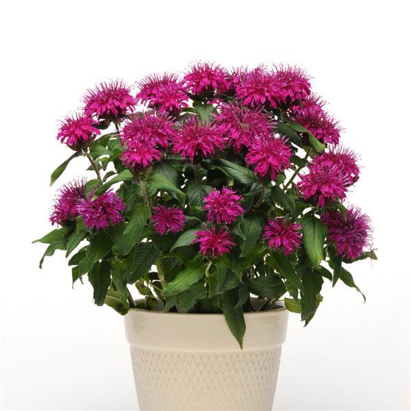 Monarda Balmy™ Purple - Container