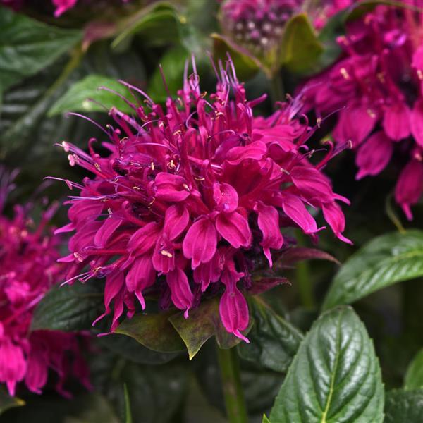 Monarda Balmy™ Rose - Bloom