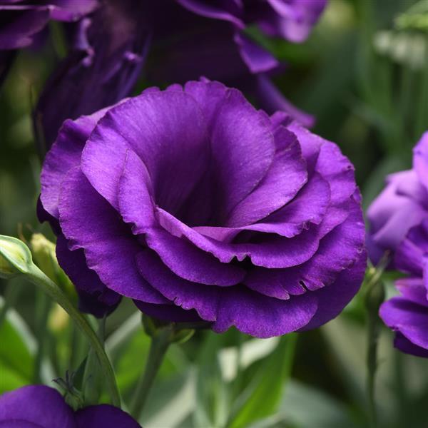 ABC™ 2 Purple Improved Lisianthus - Bloom