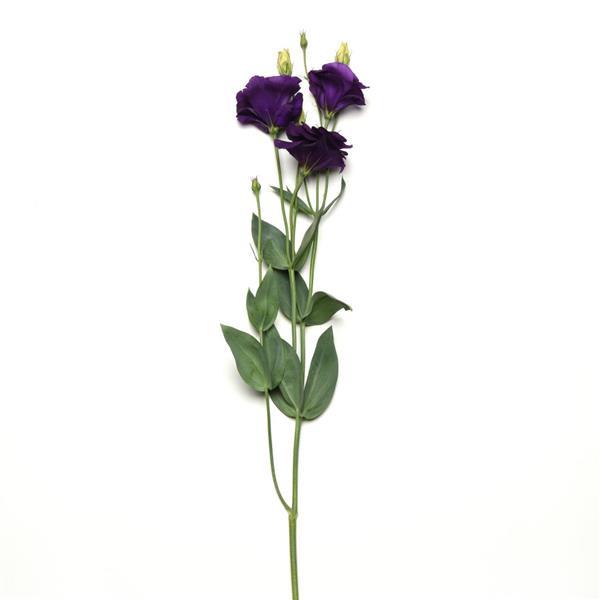 ABC™ 2 Purple Improved Lisianthus - Single Stem, White Background