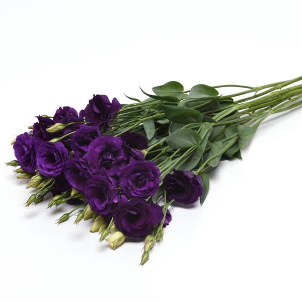 ABC™ 2 Purple Improved Lisianthus - Grower Bunch