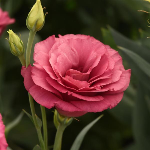 ABC™ 2 Rose Improved Lisianthus - Bloom