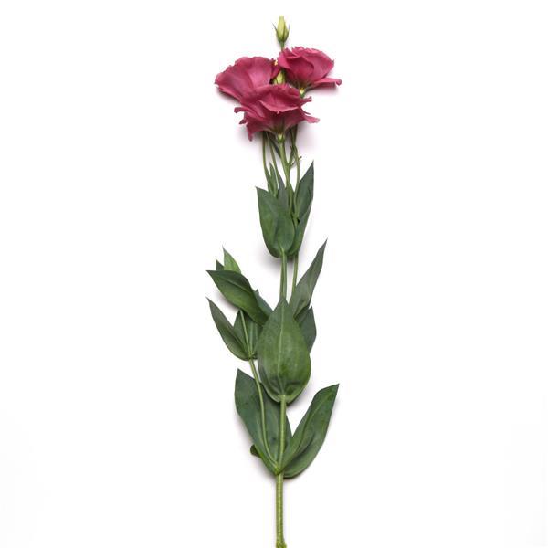 ABC™ 2 Rose Improved Lisianthus - Single Stem, White Background