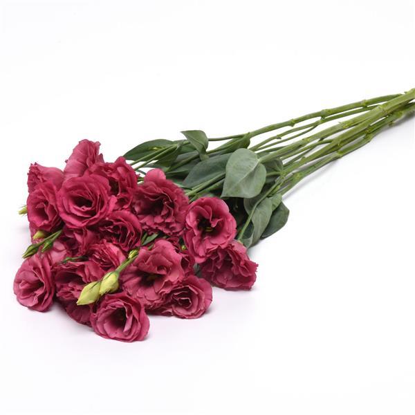 ABC™ 2 Rose Improved Lisianthus - Grower Bunch