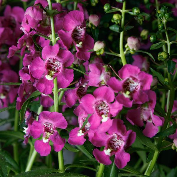 Angelissa™ Rose Angelonia - Bloom