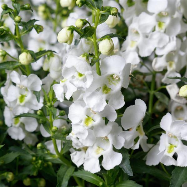 Angelissa™ White Angelonia - Bloom