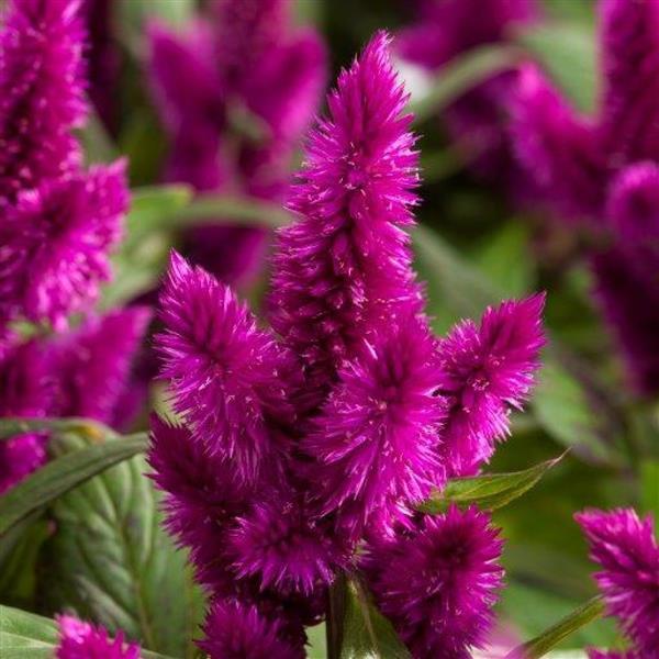 Intenz™ Dark Purple Improved Celosia - Bloom