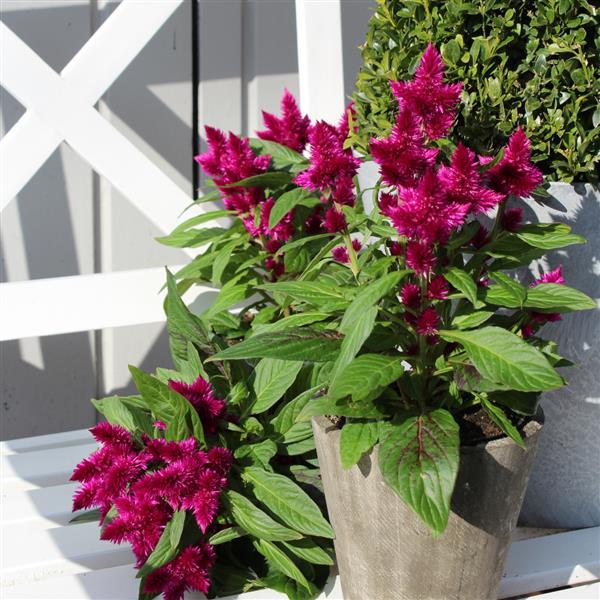 Intenz™ Dark Purple Improved Celosia - Container