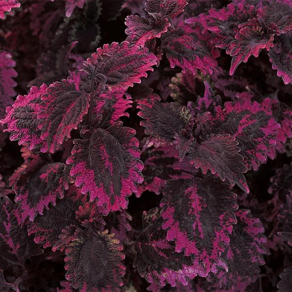 Florida Sun Rose Coleus - Bloom