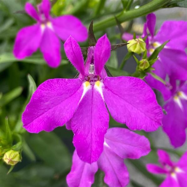 Waterfall™ Magenta Lobelia - Bloom