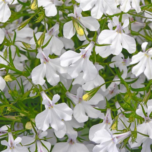 Waterfall™ White Blush Lobelia - Bloom