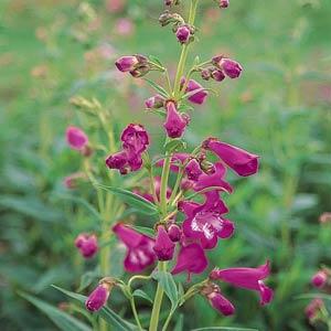 Penstemon Cathedral Rose - Bloom