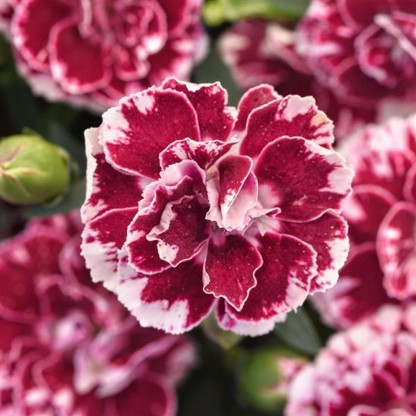 Oscar® Ruby Splash Dianthus - Bloom