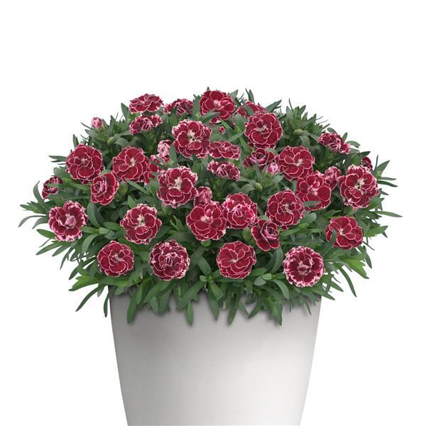 Oscar® Ruby Splash Dianthus - Container