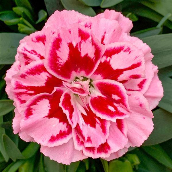 Oscar® Purple Star 26 Dianthus - Bloom