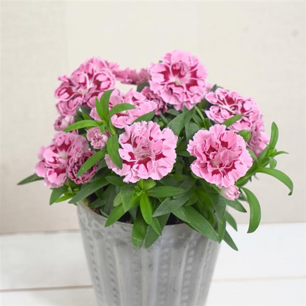 Oscar® Purple Star 26 Dianthus - Container