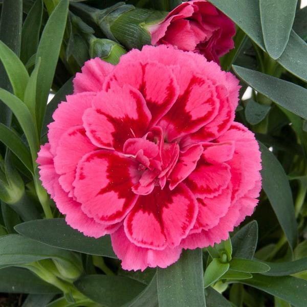 Oscar® Violet+Pink 26 Dianthus - Bloom