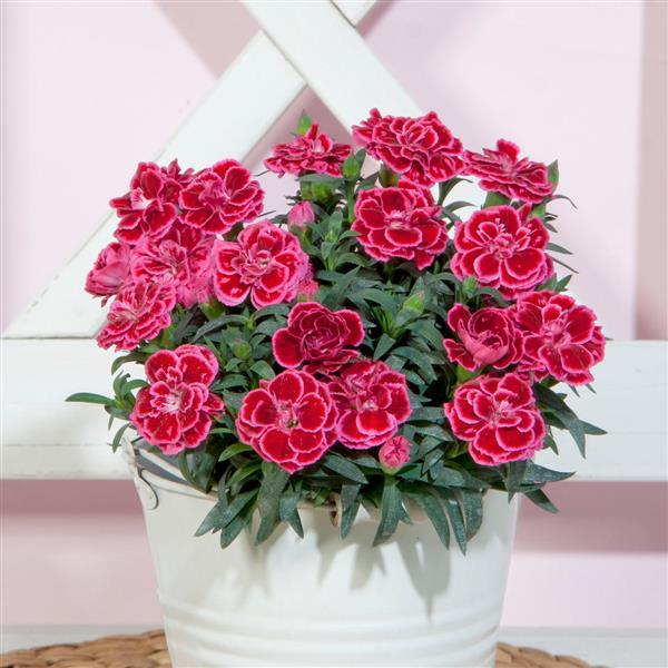 Oscar® Violet+Pink 26 Dianthus - Container