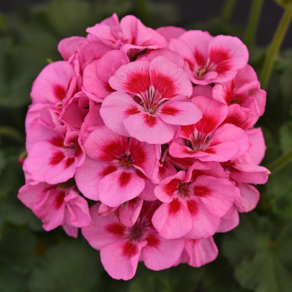 Fantasia® Lavender Sizzle Zonal Geranium - Bloom